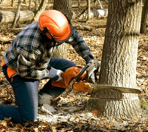 Tree Removal in El Paso, IL
